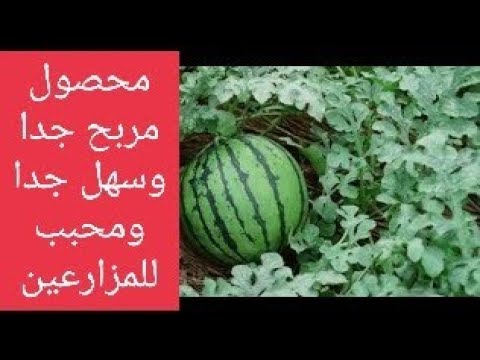 دراسة جدوى اقتصادية لمحصول مربح وسريع وسهل في خدمته دورة حياته ٩٠يوم