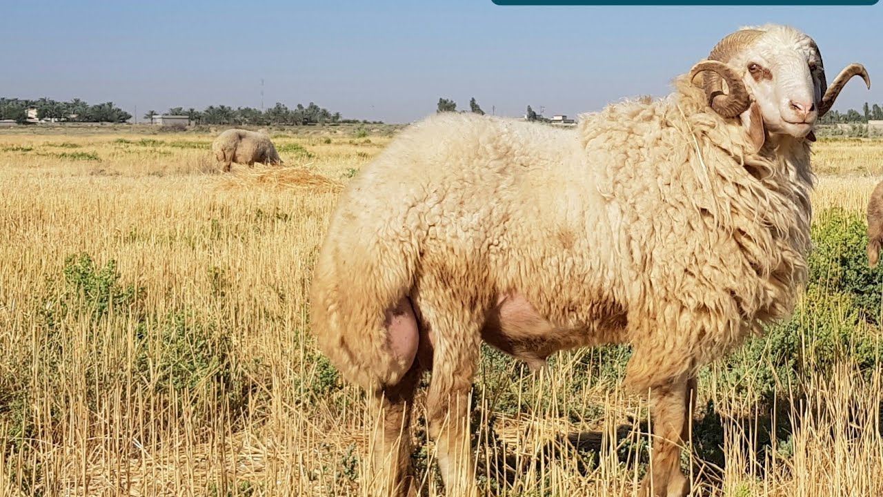 #دراسة جدوى متكاملة لمشروع تربية و تسمين الاغنام معلومات مهمة لاغنى لكل مبتدأ و محترف من معرفتها