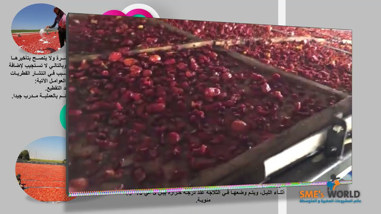 دراسة جدوى مشروع إنتاج الطماطم المجففة دورة الإنتاج