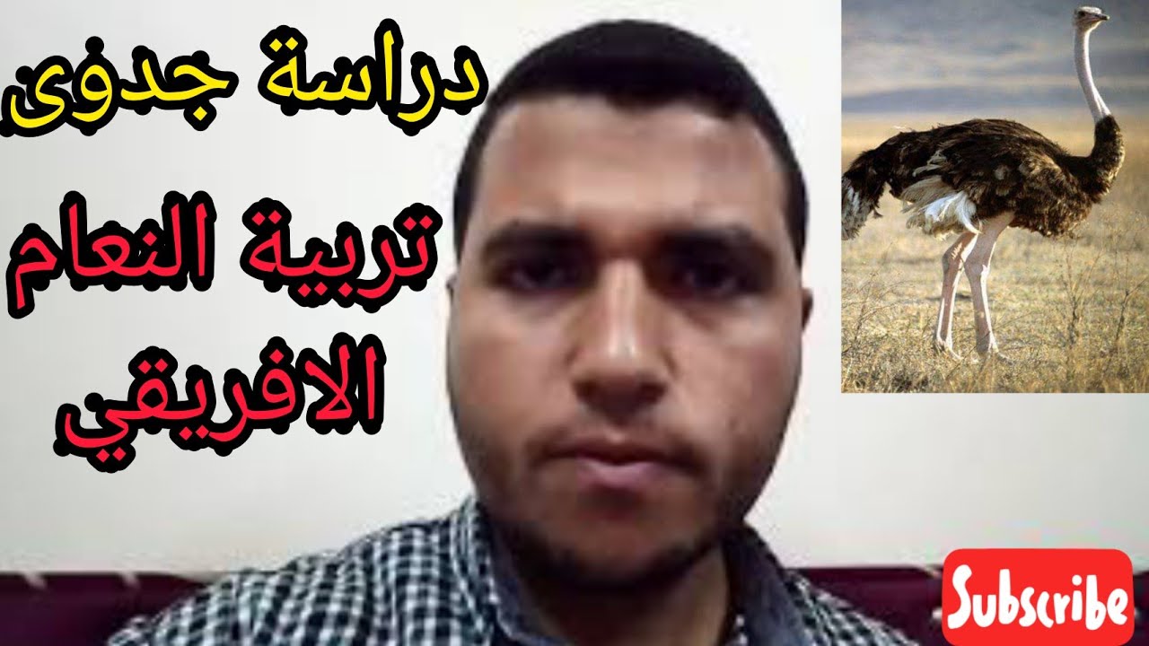 دراسة جدوى تربية النعام الافريقي الحلقة 1