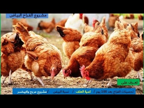 دراسه جدوى مشروع الفراخ البياض.. العلف والتحصينات ونسبه انتاج البيض ومشروع بيكسب ولابيخسر والتسويق
