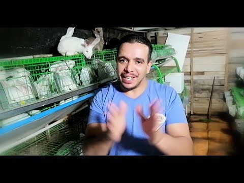 دراسة جدوى لعدد 10امهات ودكرين مشروع الارانب فاشل( الجزء الرابع)