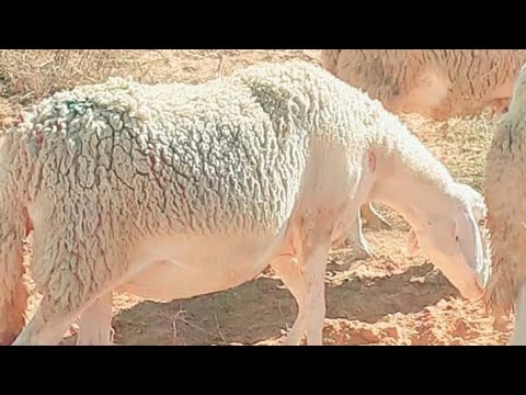 دراسة جدوى متكاملة لمشروع تسمين الأغنام ( الخراف )