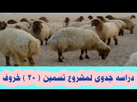 دراسه جدوى لمشروع تسمين ( 30 ) خروف، مشروع تسمين حملان الاغنام، اخوكم محمد المصرى