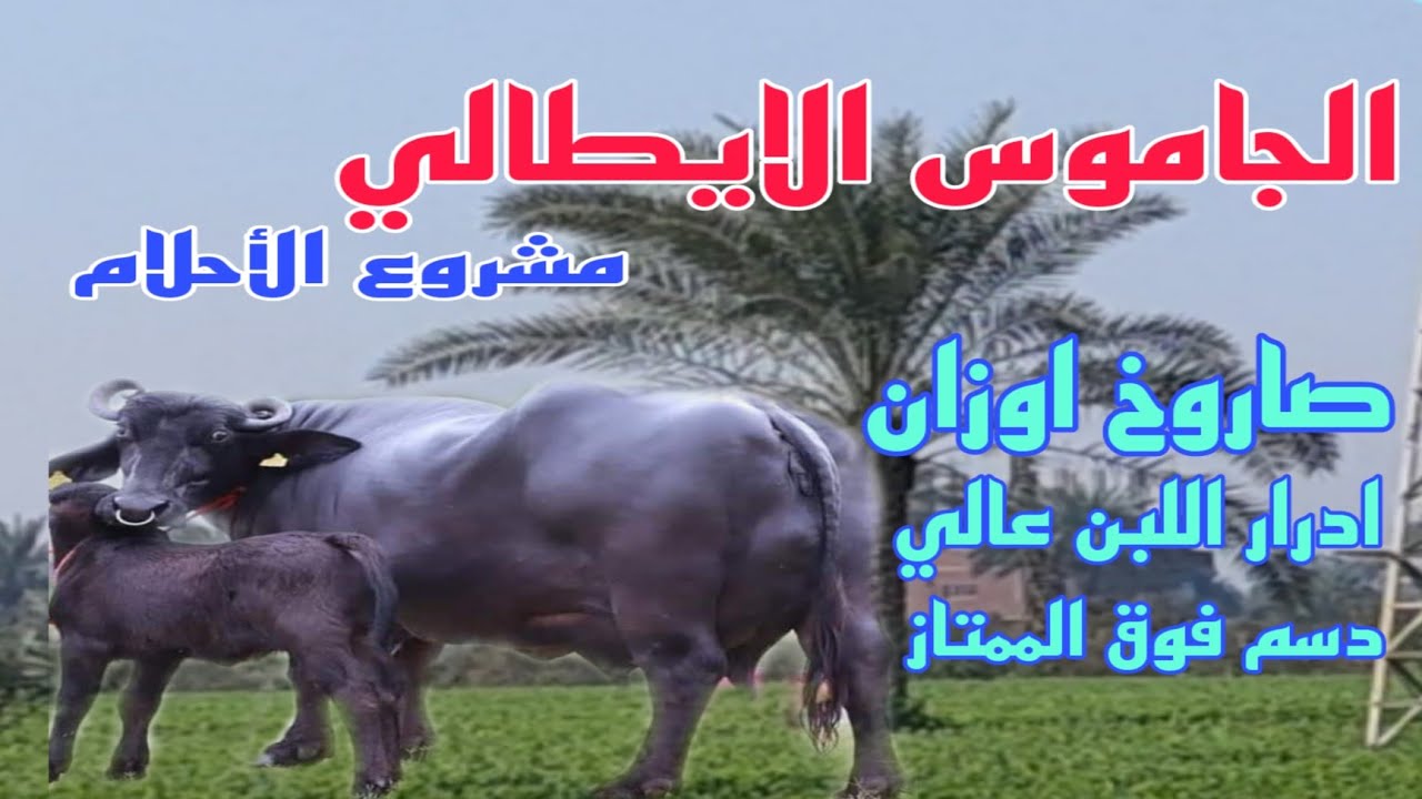 دراسة جدوي الجاموس الايطالي.صاروخ لبن ولحم (الاسعار..والتغذية..والتحصينات والارباح).مع د/السيدالطوخي