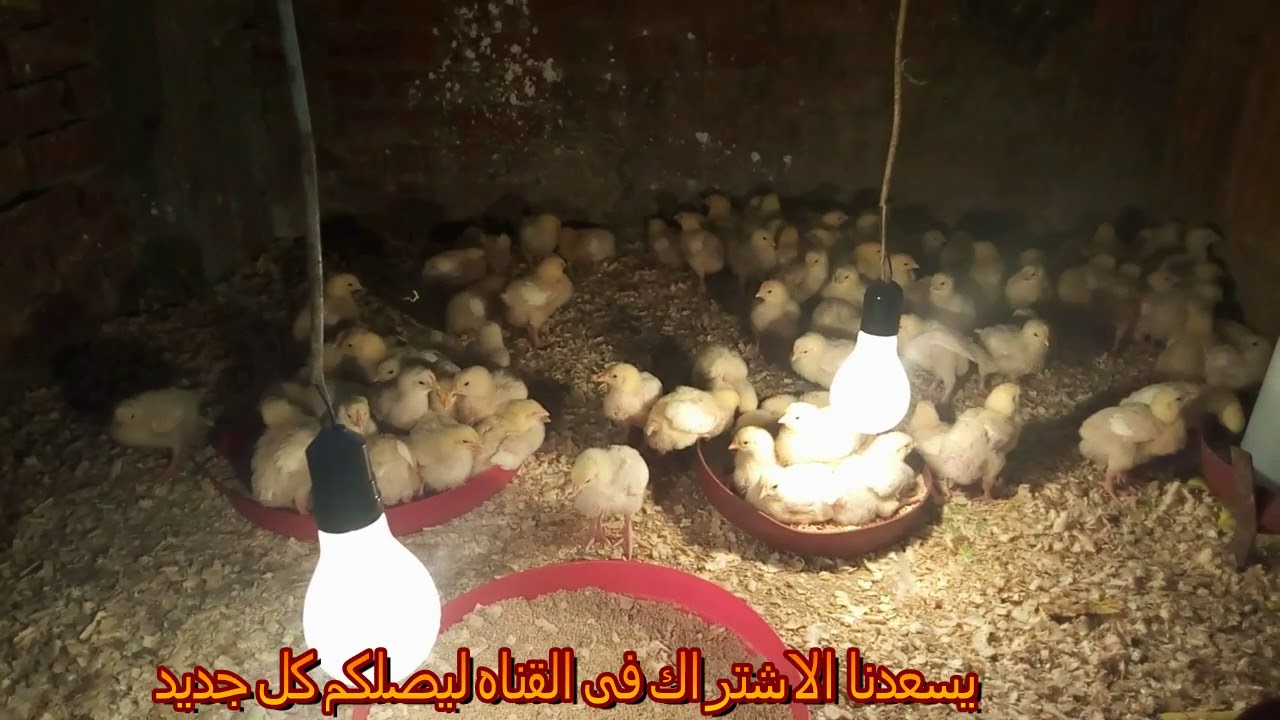 دراسة جدوى 100 كتكوت شامله كل التكاليف والمكسب المتوقع