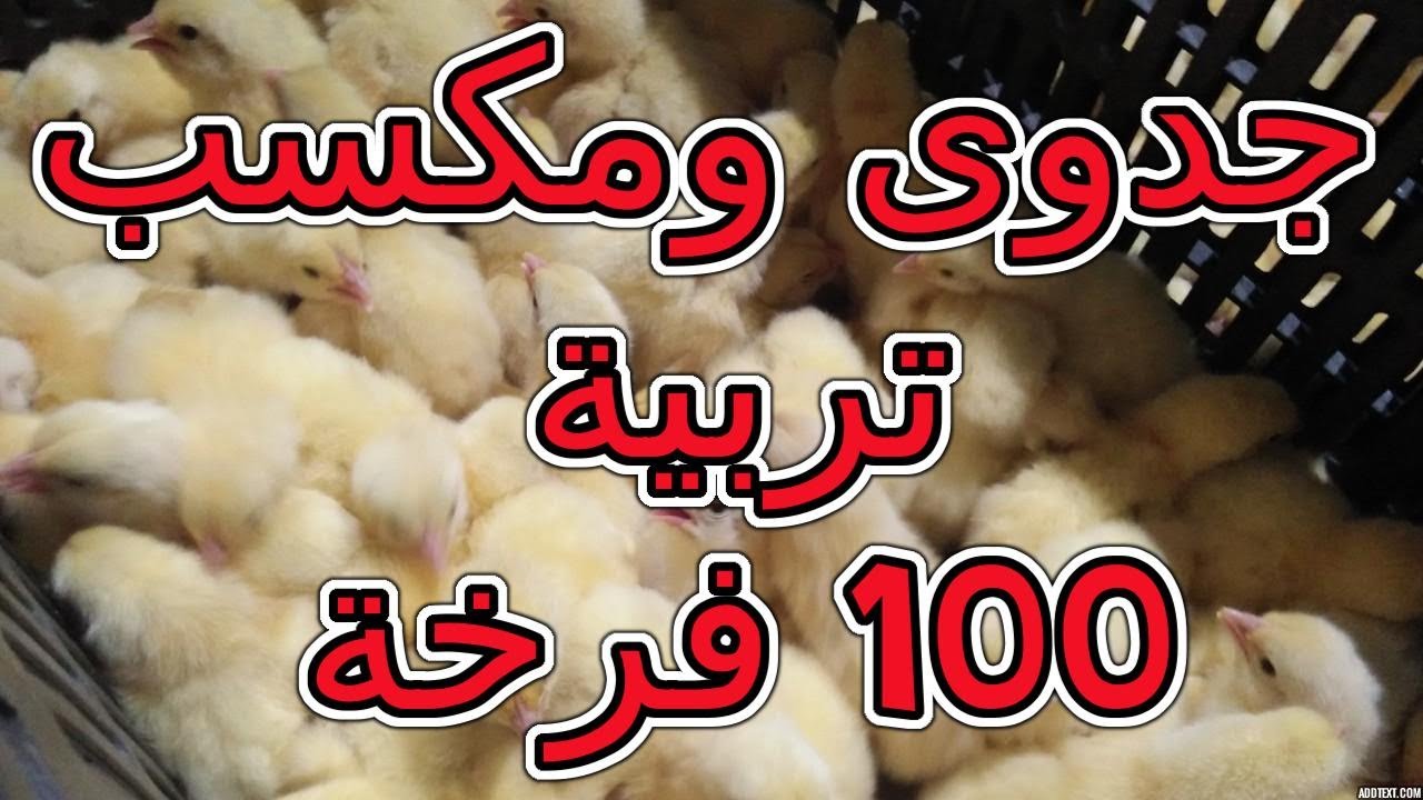 دراسة جدوى ومكسب تربية 100 فرخة بالاعشاب.معا نتعلم تربية الدواجن.