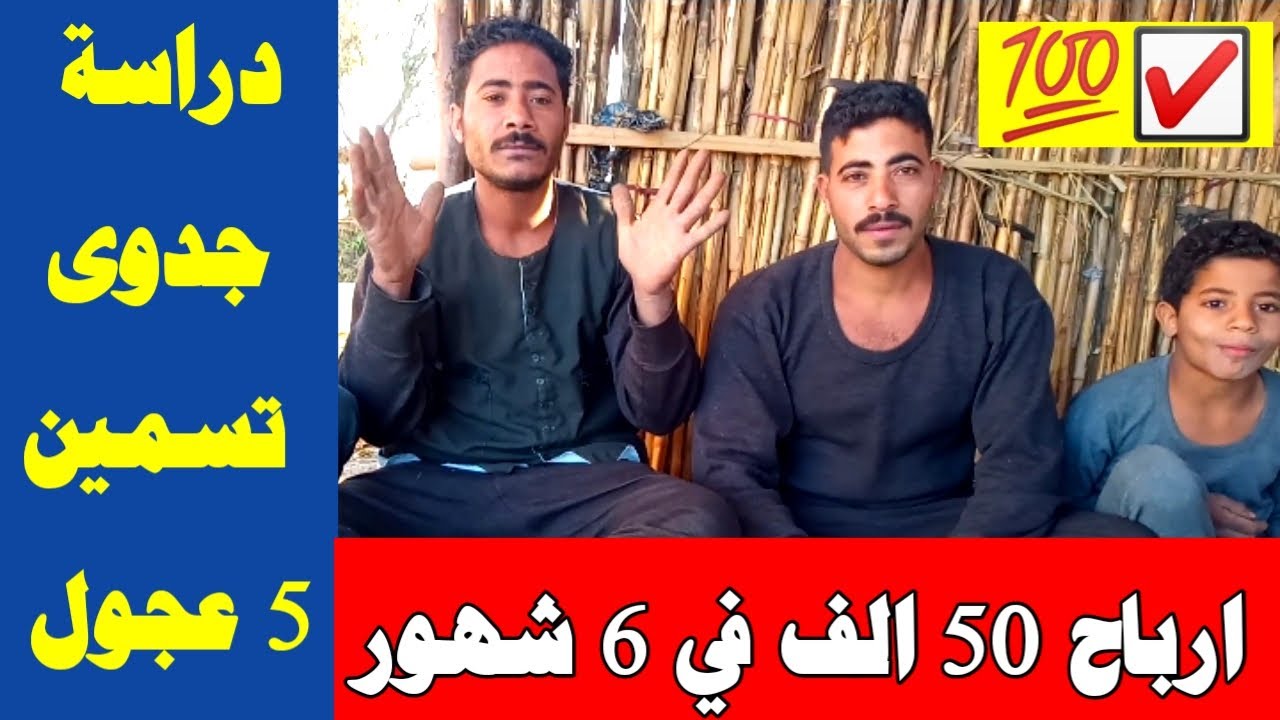 مشروع ناجح ارباح 50 الف في 6 شهور دراسة جدوى تسمين 5 عجول من الالف الى الياء