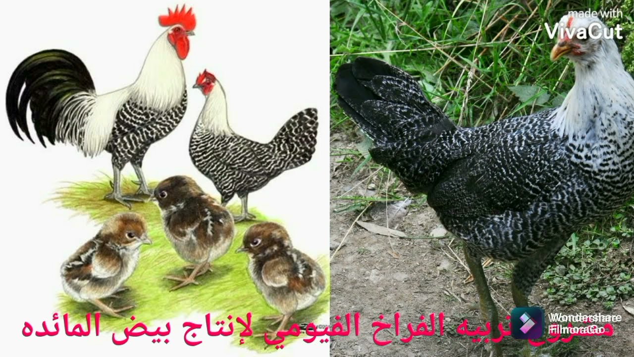 دراسه جدوى لمشروع تربيه الفراخ الفيومى لانتاج البيض