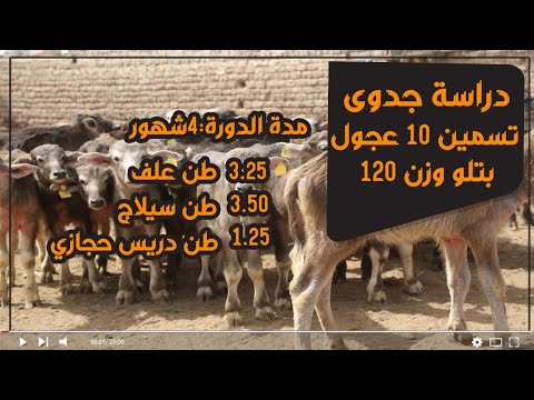 دراسة جدوى مشروع تسمين 10 عجول بتلو وزن 120 كجم