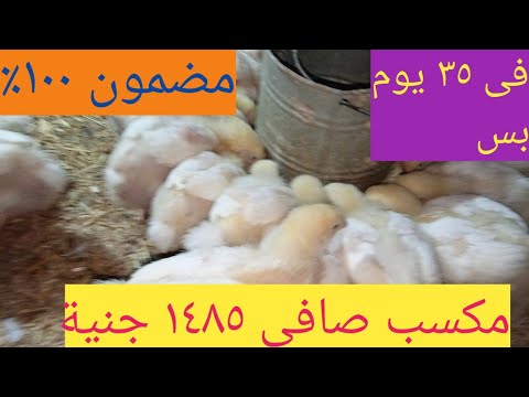 دراسة جدوى وتكاليف/ تربية ٥٠ كتكوت ابيض / بالاعشاب والأرباح بالدليل