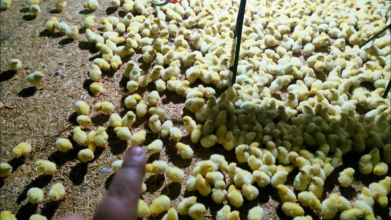 دراسة جدوى دقيقة ل عشر كتاكيت ابيض هتملي بيتك خير في رمضان بدون تكاليف اكلي ولادك النضيف