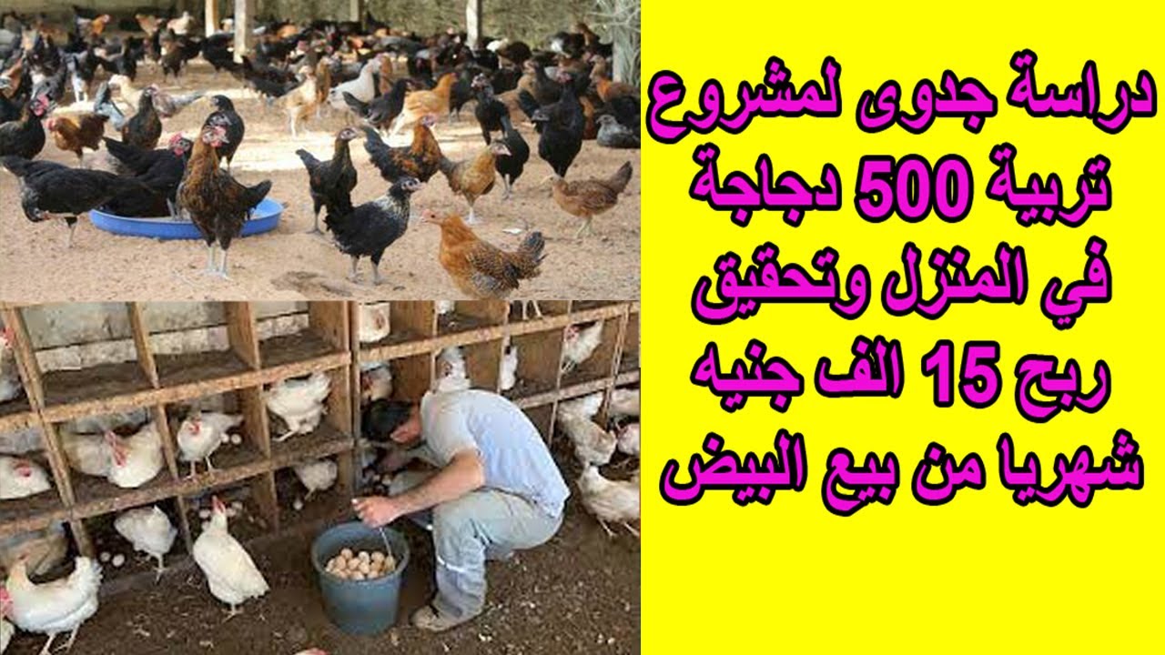 دراسة جدوى مبسطة لمشروع تربية 500 فرخة بلدي لانتاج البيض وتحقيق ربح 15 الف جنيه شهريا من بيع البيض