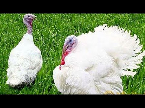 دراسه جدوى تربيه الرومى الابيض المستورد