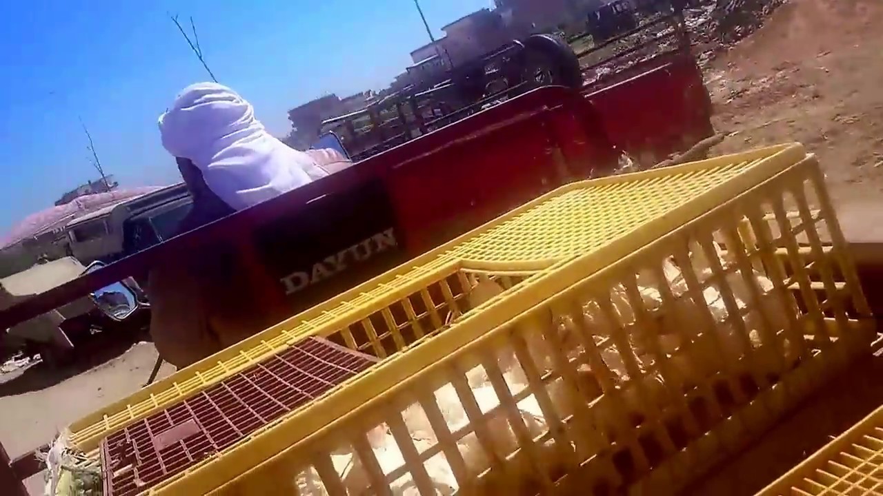 دراسة جدوى  50 فرخة🐓🐓  (عملي)