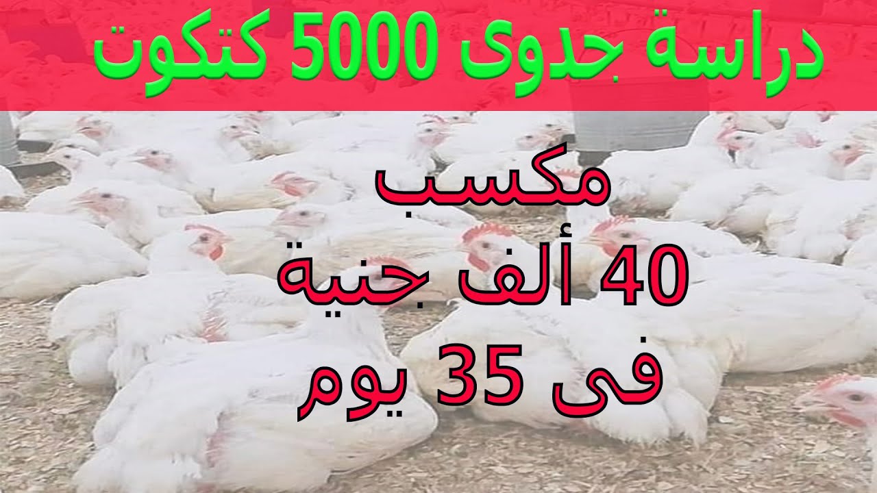 دراسة جدوى مشروع تربية الفراخ البيضاء/ فى بطاريات خشب/ عدد 5000 كتكوت/تربية الدواجن بالأعشاب