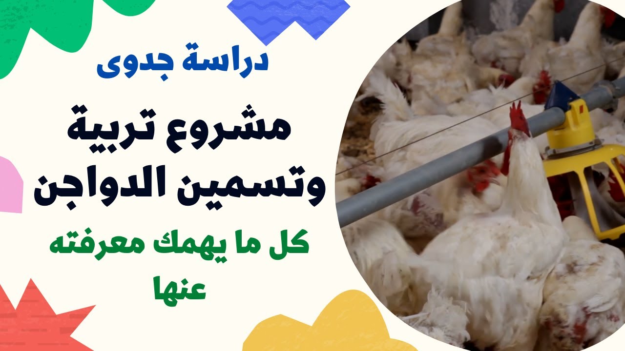مشروع تربية وتسمين الدواجن { 01 } دراسة جدوى متكاملة للمشروع