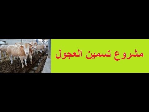 دراسة جدوى مشروع تربية وتسمين العجول ومشروع البتلو كاملة