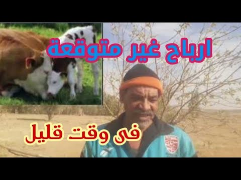 تربية العجول (دراسة جدوى 10عجول رضع)