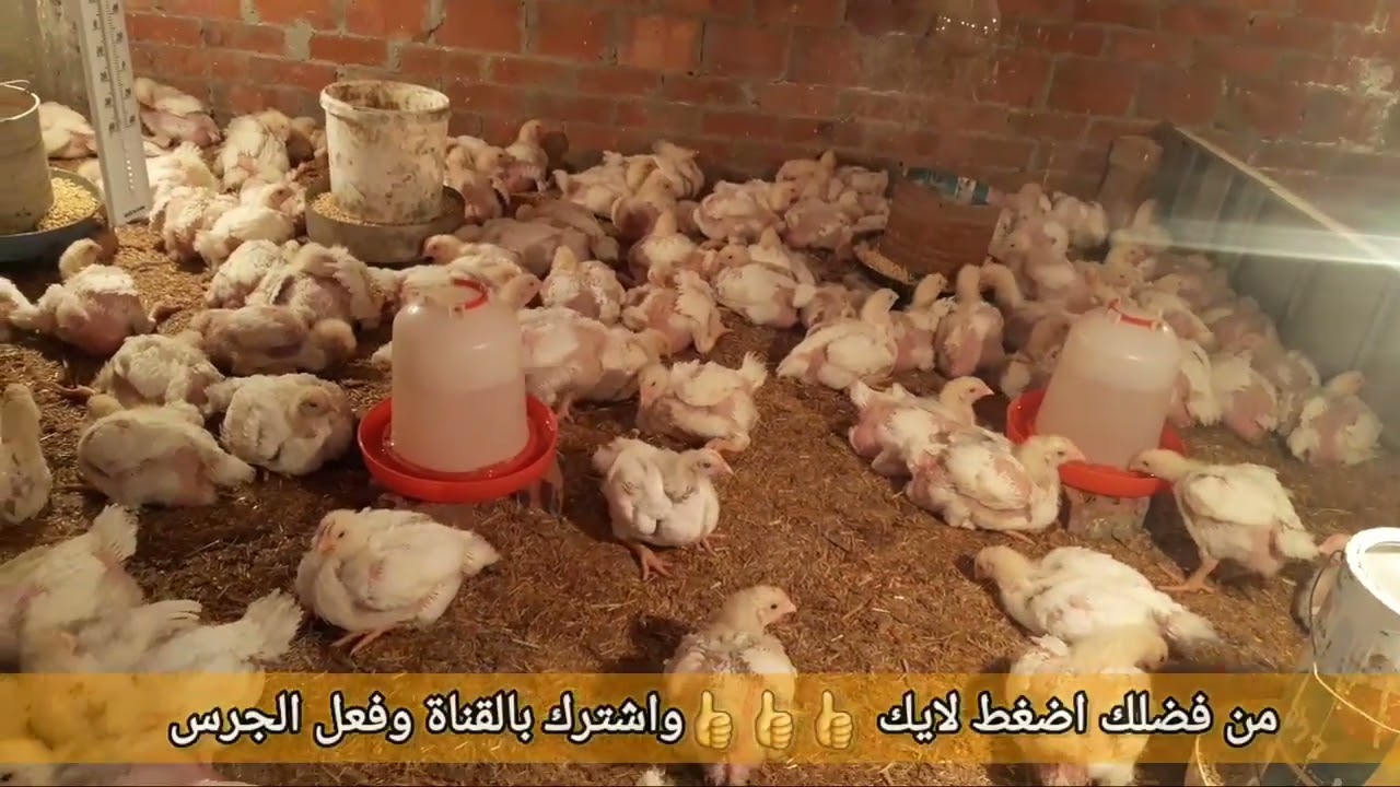 دراسه جدوى لتربيه الفراخ البيضة المنزلية رقم 1