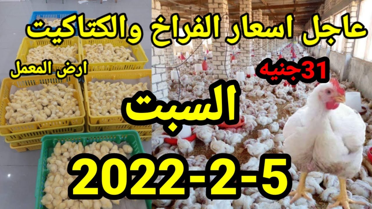 عاجل عاجل ارتفاع أسعار الدواجن اليوم  السبت٥-٢-٢٠٢٢ في مصر