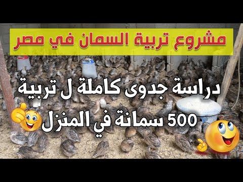 دراسة جدوى تربية 500 سمانه في المنزل | مشروع تربية السمان في مصر .