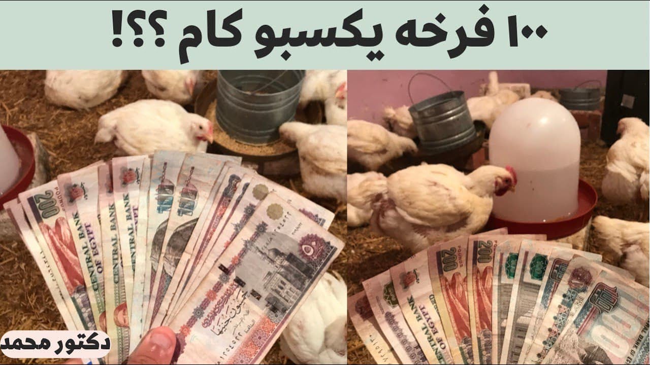 كسبت كام من ١٠٠ فرخه ووصل الفراخ لأعلي وزن مع الدكتور