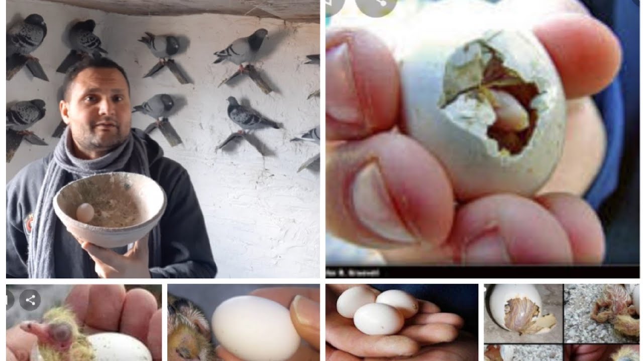 لو عايز تبدء مشروع تربيه الحمام  تابع قناتي