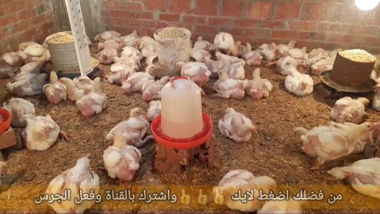 دراسة جدوى لتربية الفراخ البيضه المنزلية رقم 2