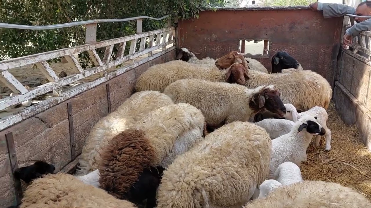 #الحمد والشكر لله/تم بيع عرض النعاج الوالدة توأم لأحد متابعى القناه الكرام وتم التحميل على العربية