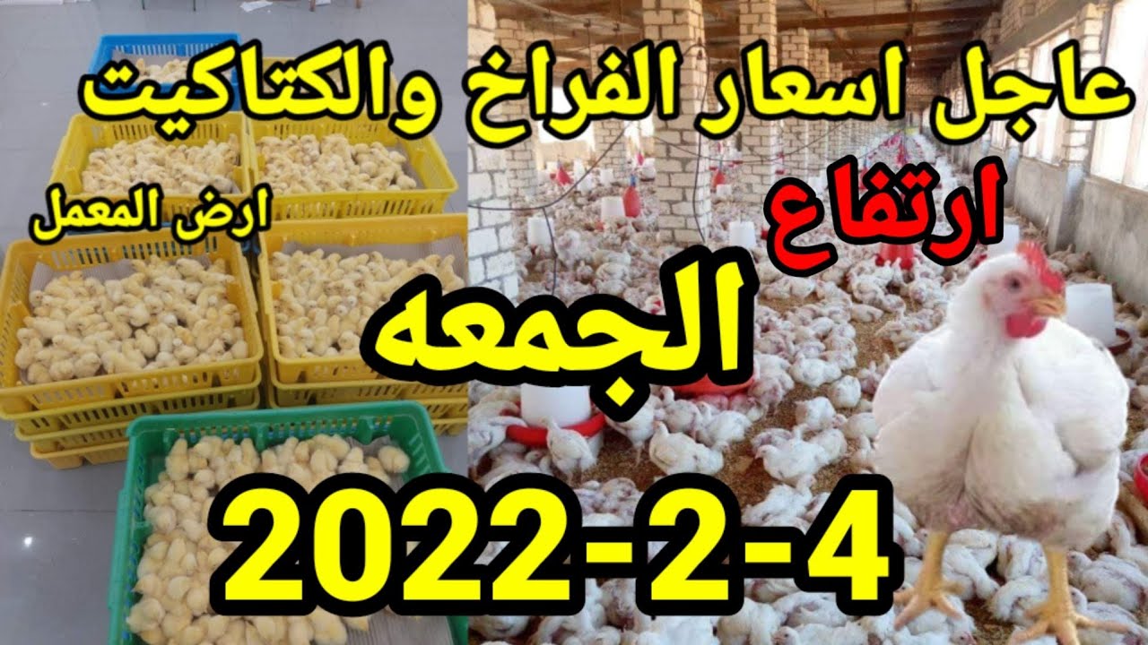 عاجل ارتفاع أسعار الدواجن اليوم | أسعار الفراخ البيضاء اليوم | الجمعه٤-٢-٢٠٢٢ في مصر