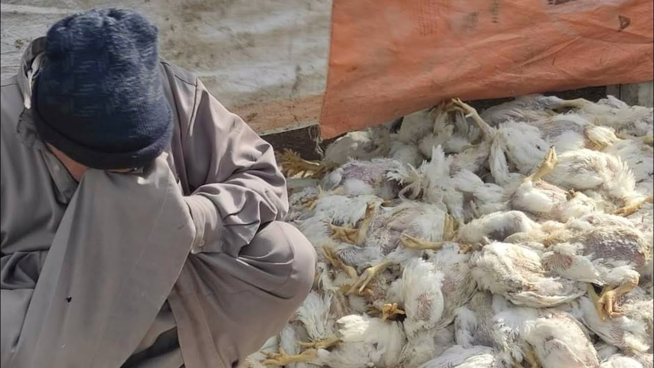 صرخةو بكاء مربي غلبان بعد موت الفراخ و ضياع أمالة البسيطة ربنا يعوض علية