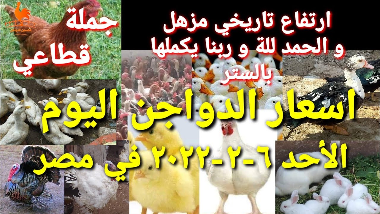 اسعار الدواجن اليوم الأحد 06-02-2022 في مصر