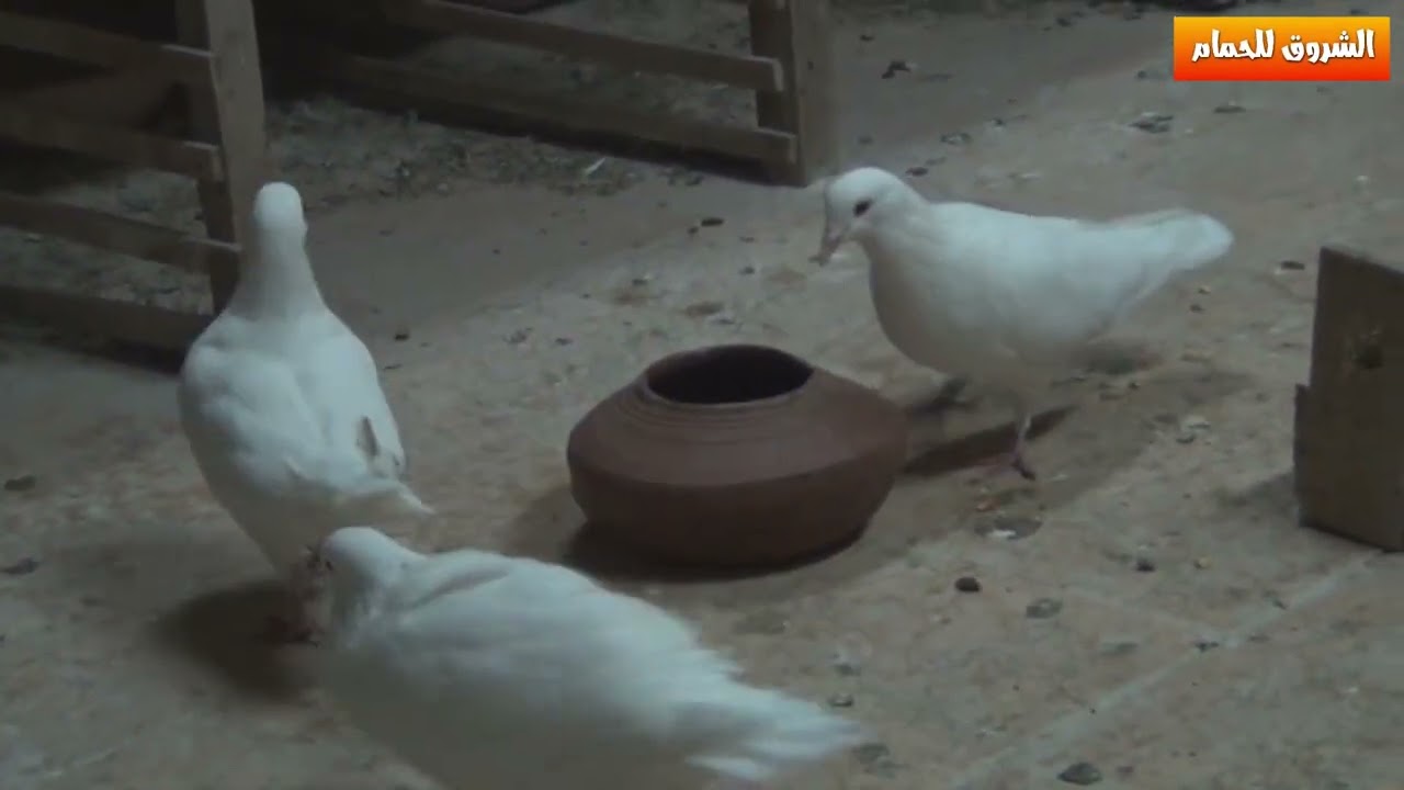 فوائد الأحماض العضوية للحمام والدواجن وافضل النصائح لانتاج زغاليل بصحه جيده وحجم كبير | طبيب الحمام