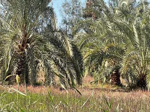 سؤال حير الناس اشتري ارض مزروعه والا فاضيه