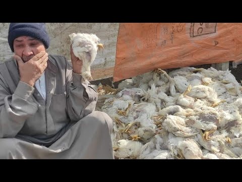 عاجل أسعار الدواجن اليوم | أسعار الفراخ البيضاء اليوم | الخميس٣-٢-٢٠٢٢ في مصر خراب بيوت المربيين