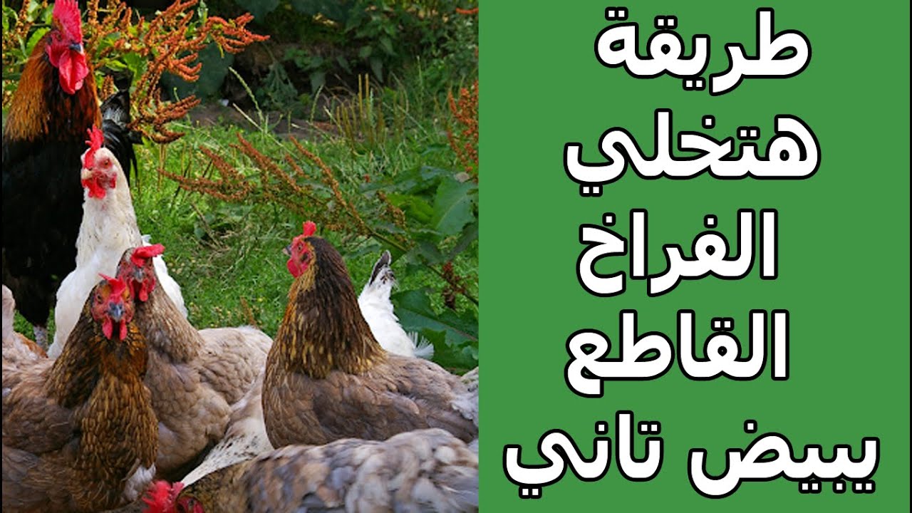 زيادة البيض بطريقة هنعملها بنفسنا هترجع الفراخ تبيض ومتقطعش ولازم نستمر عليها ومن غير ما تصرف جنيه