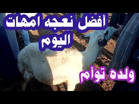 أفضل نعجه اليوم النعجه الاوسيمى الحر ولده توأمBest sheep in egypt today