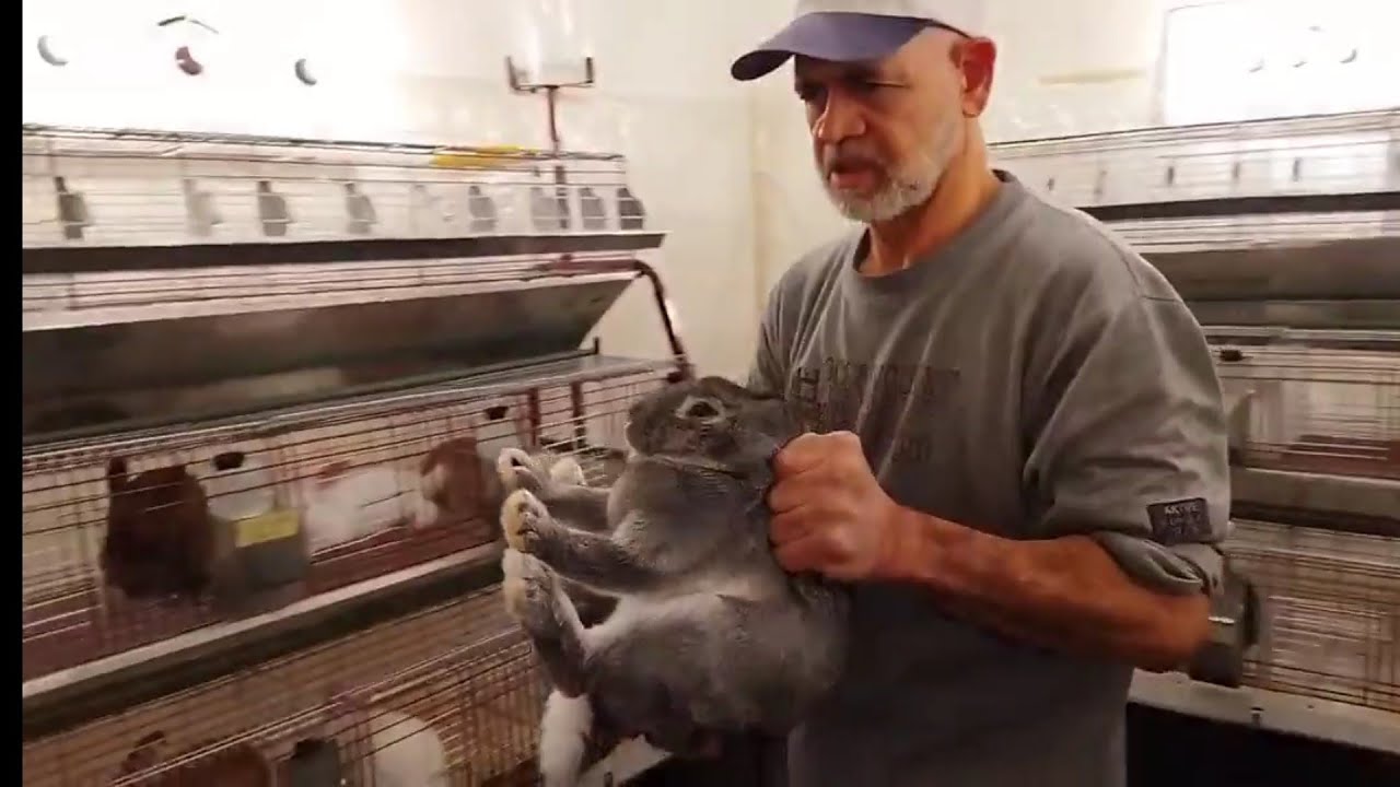 اعرف حقيقتي علف الخير الاوروبي الشيخ سامر طلع ( وحش )