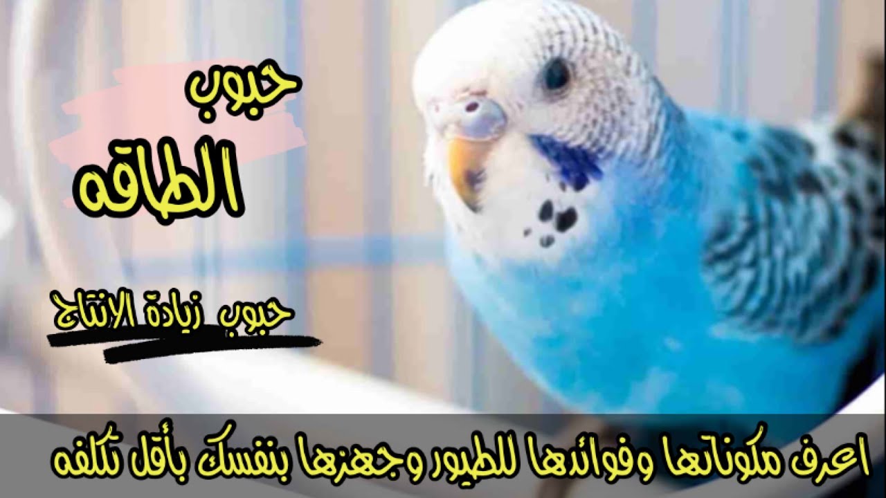 افضل اكل عصافير ممكن تستخدمه و ايه سر حبوب الطاقه لزيادة الانتاج