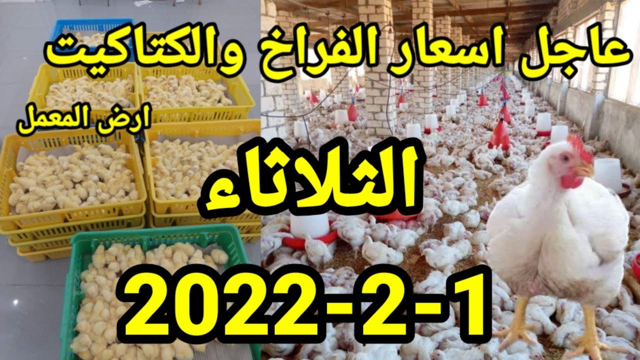 عاجل ارتفاع أسعار الدواجن اليوم | أسعار الفراخ البيضاء اليوم | الثلاثاء١-٢-٢٠٢٢ في مصر