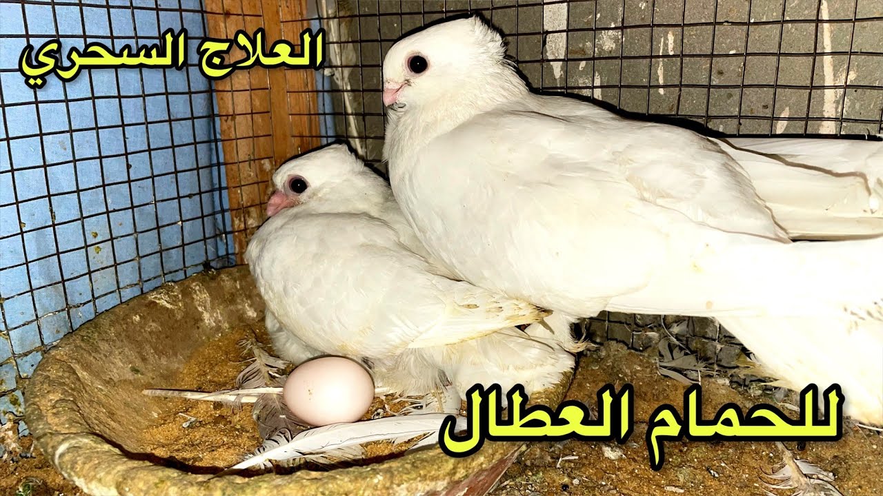 العلاج البيطري السحري هيخلي الحمام كله يبيض غصب عنه حته لو مش بيبض من سنة !؟