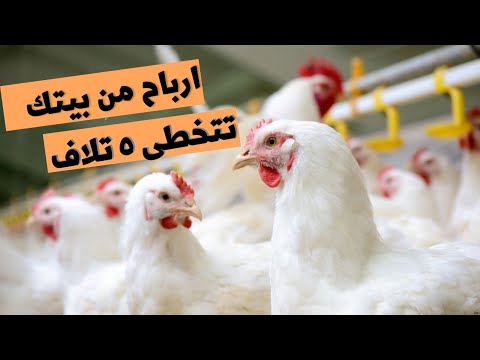 دراسة جدوى مشروع تربية الدواجن 500 كتكوت من الالف الى الياء 2021 / 2022