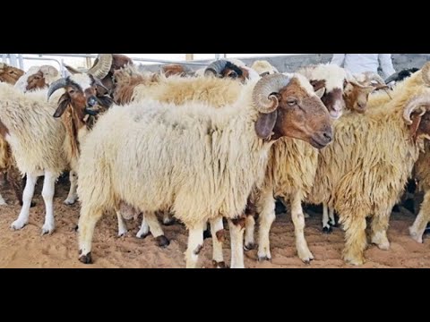 دراسه جدوى مشروع تربيه الاغنام   نصائح مهمه للمبتدىء