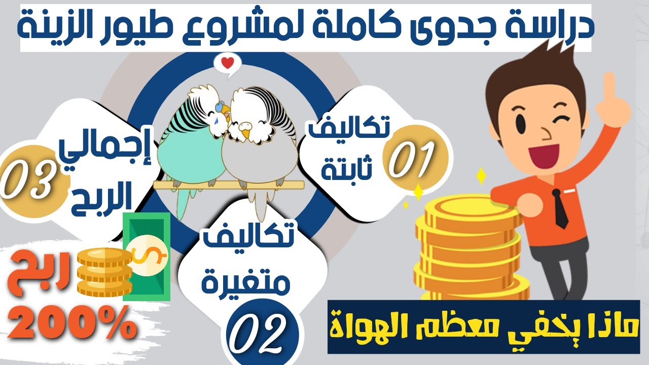 الربح من تربية طيور البادجي| مشروع مذهل برأس مال بسيط |دراسة جدوى احترافية لمشروع تربية طيور الزينة