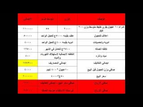 دراسه جدوى تسمين 10 عجول و ضاعف راس مالك فى مدة قصيرة