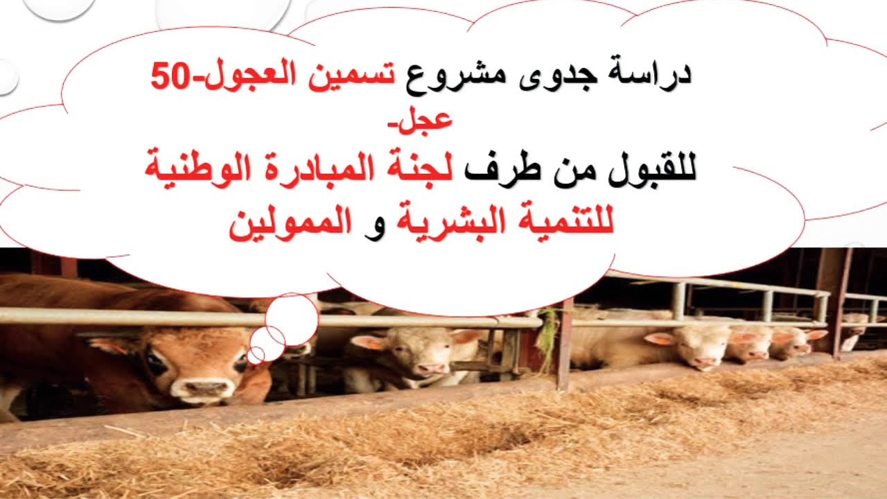 دراسة جدوى مشروع تسمين 50 رأس من العجول