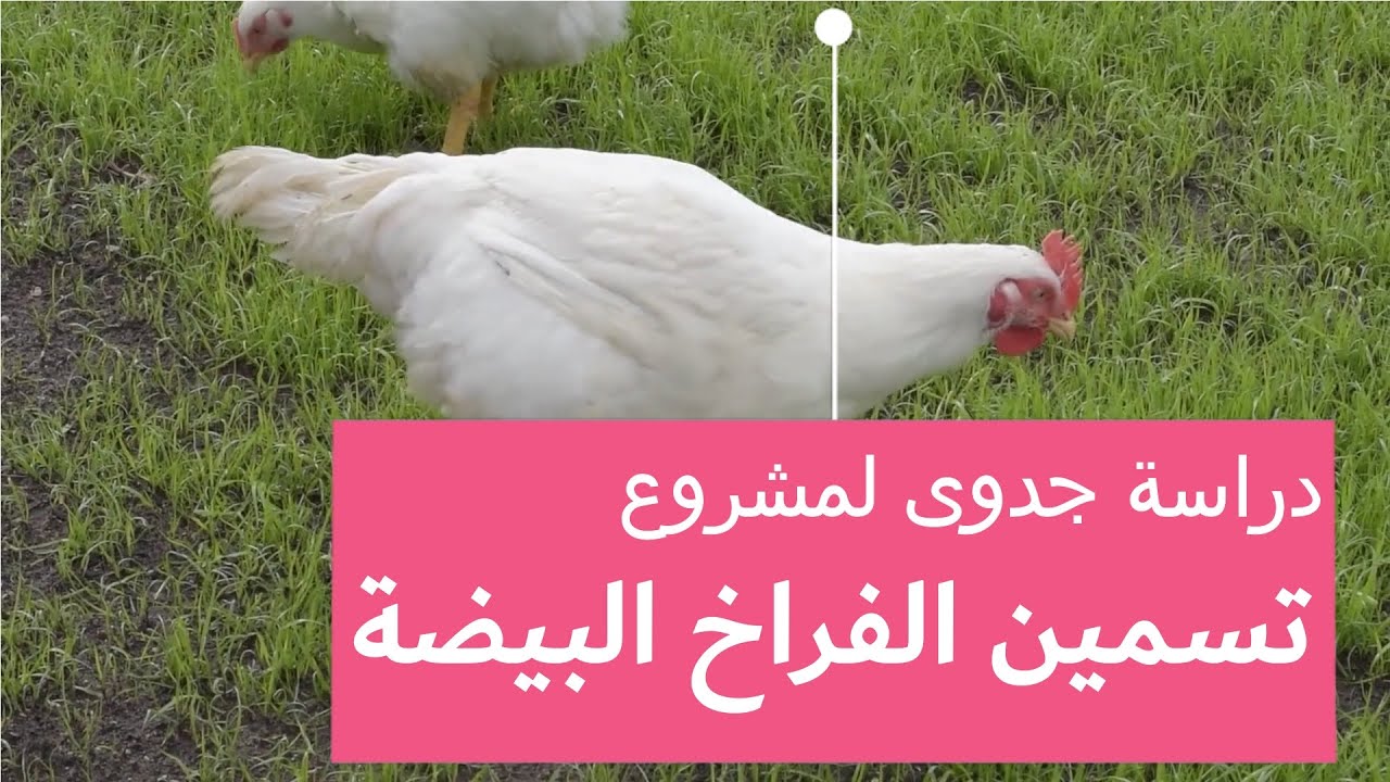 الأرباح الحقيقية لمشروع تسمين الفراخ البيضة و دراسة جدوى برأس مال قليل جدا