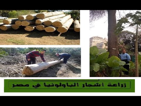 دراسة جدوى زراعة الباولونيا و كيفية الحصول على اعلى عائد منها ارباح 3 مليون جنيه