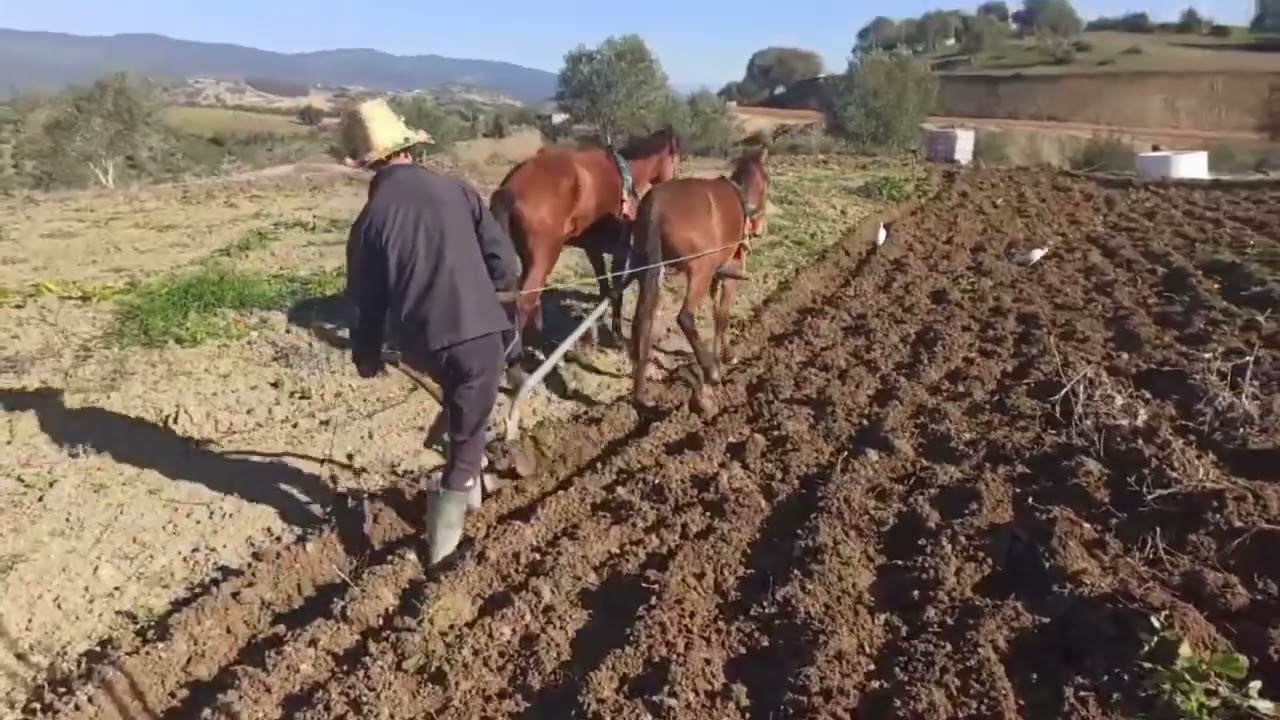 دراسة جدوى لمشروع زراعة وانتاج واعداد الزعتر  🌿🌿🌿🌱